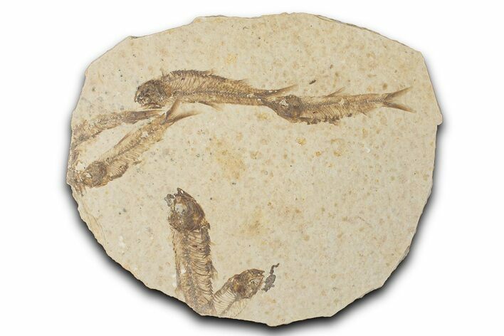 Fossil Fish (Knightia) Mortality Plate - Wyoming #339046